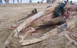 Dode vinvis op strand van Scheveningen