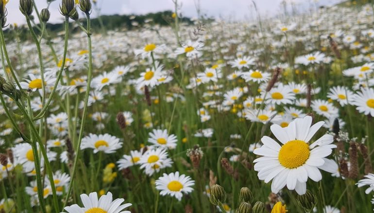 Kalkgrasland De Piepert bij Eys in Zuid-Limburg, vindplaats van de composietwespbij