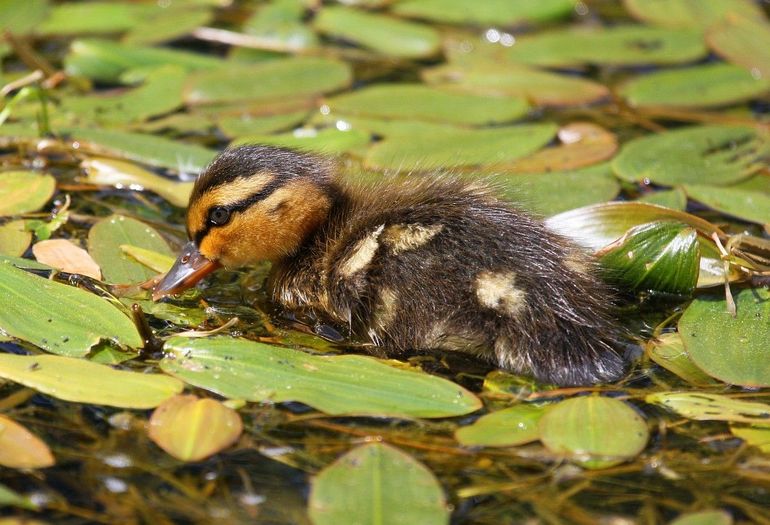 Vergelijking met buitenlandse onderzoeken leert dat de gevonden overlevingskansen voor de Nederlandse populatie van de wilde eend wel heel laag zijn