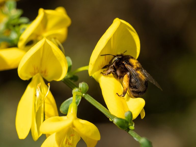 Zwarte sachembij vrouwtje op gewone brem in Kwintelooijen