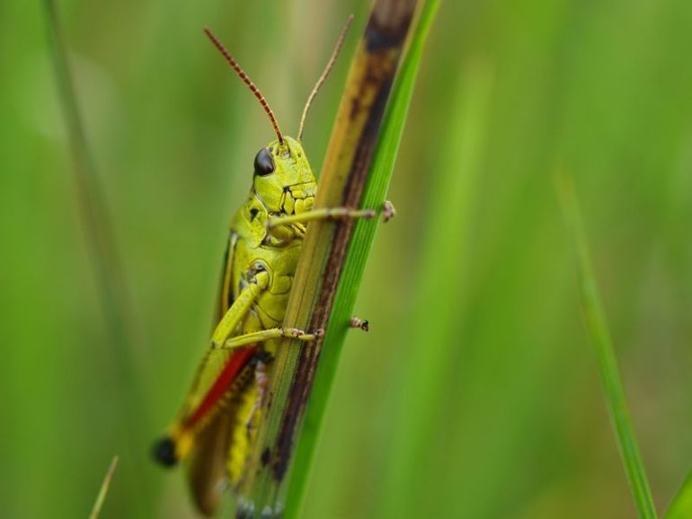 De moerassprinkhaan maakt een bijzonder geluid