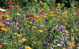 - Veld met bloemen