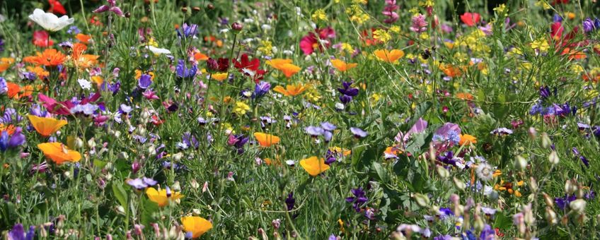 Veld met bloemen