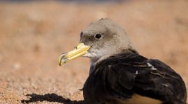 Jonge pijlstormvogel (Calonectris borealis). Gran Canaria, Canarische Eilanden, Spanje.