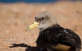 Jonge pijlstormvogel (Calonectris borealis). Gran Canaria, Canarische Eilanden, Spanje.