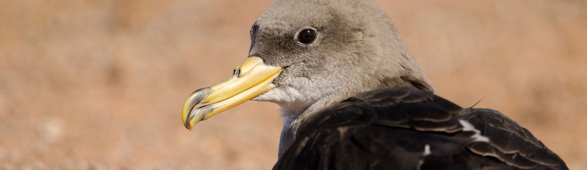 Jonge pijlstormvogel (Calonectris borealis). Gran Canaria, Canarische Eilanden, Spanje.