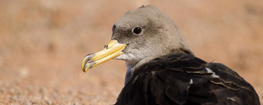 Jonge pijlstormvogel (Calonectris borealis). Gran Canaria, Canarische Eilanden, Spanje.