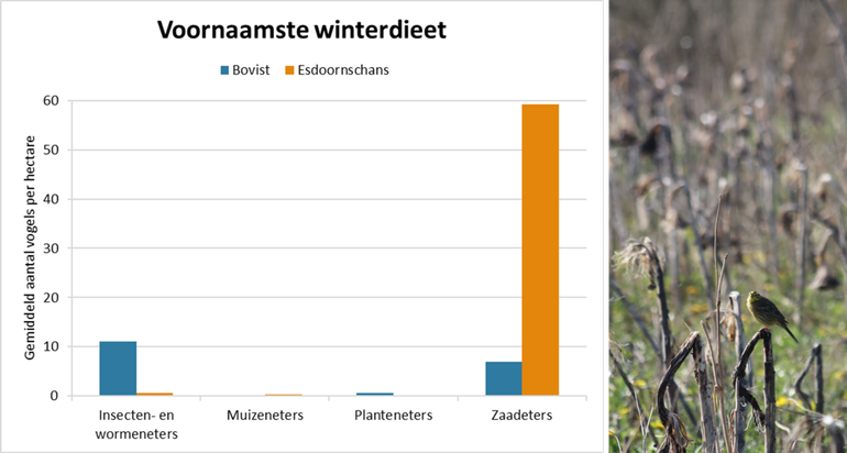 Figuur 4. Gemiddeld aantal getelde vogels per hectare ingedeeld op hun voornaamste winterdieet in de percelen Bovist en Esdoornschans. Rechts: een geelgors afgelopen voorjaar op de uitgebloeide zonnebloemen in de Esdoornschans