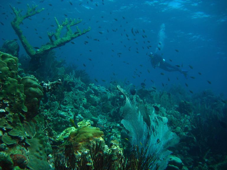 Diver next to coral reef