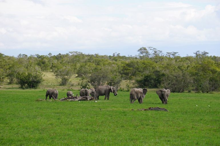 Elephants in Ol Pejeta Conservancy, Kenya