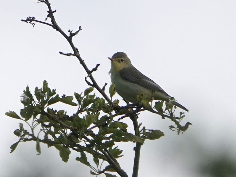 Spotvogel