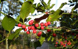 Rutger Barendse, Saxifraga Ilex aquifolium, Hulst