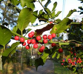 Ilex aquifolium, Hulst