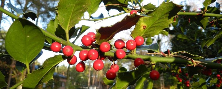 Ilex aquifolium, Hulst