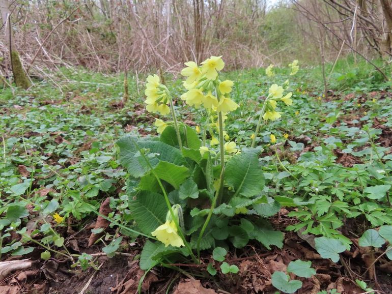 Slanke sleutelbloem