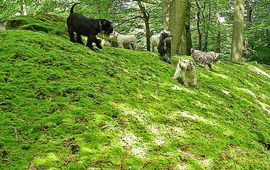 Ans Molenkamp Honden op de mosheuvel