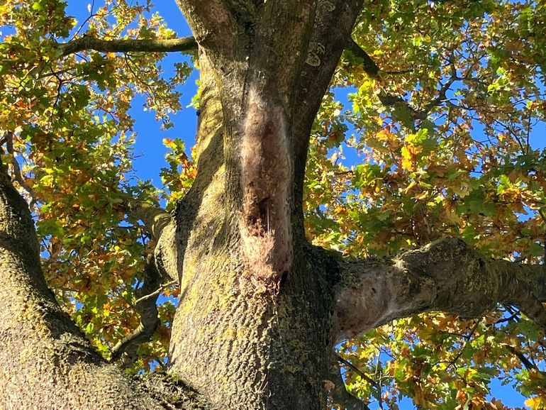 Grote eikenprocessienesten die eind oktober 2025 nog in de bomen hangen