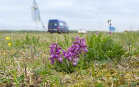 Door het huidige maaibeheer voelen diverse orchideeën zich thuis in wegbermen