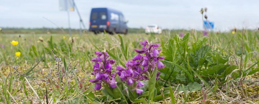 Door het huidige maaibeheer voelen diverse orchideeën zich thuis in wegbermen