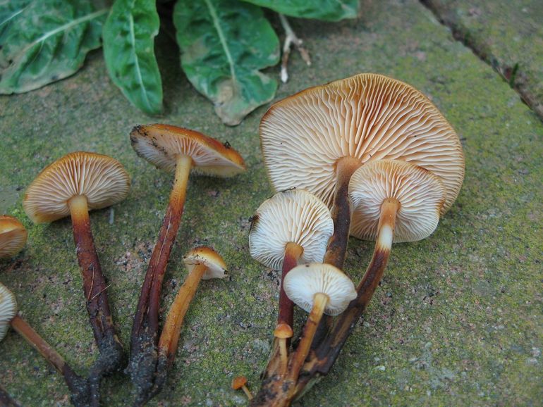 Flammulina elastica (Langsporig fluweelpootje)