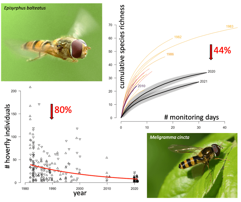 Infographic van de achteruitgang van zweefvliegen in bos op de Veluwe