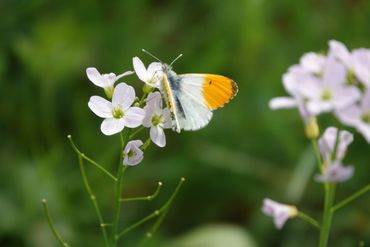 Pinksterbloem en oranjetipje