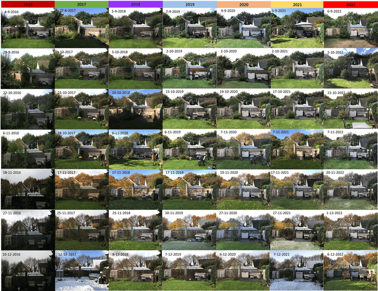 Verloop van herfstkleuring zomereiken (achter de huizen op de foto) in de jaren 2016 tot en met 2022 van begin september tot begin december