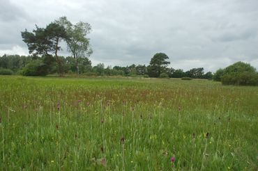 Natuurreservaat Punthuizen: de wijde omgeving van de Dinkel blijkt een ‘ijstijdrivierenlandschap’