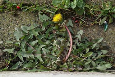 Paardenbloem op de stoep