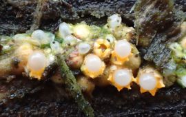 Kogelwerper, paddenstoel, Sphaerobolus stellatus