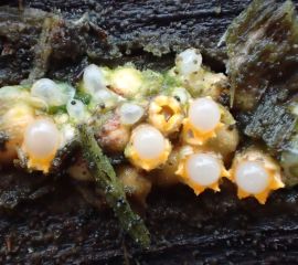 Kogelwerper, paddenstoel, Sphaerobolus stellatus