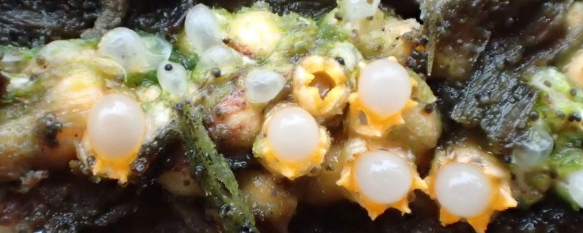 Kogelwerper, paddenstoel, Sphaerobolus stellatus