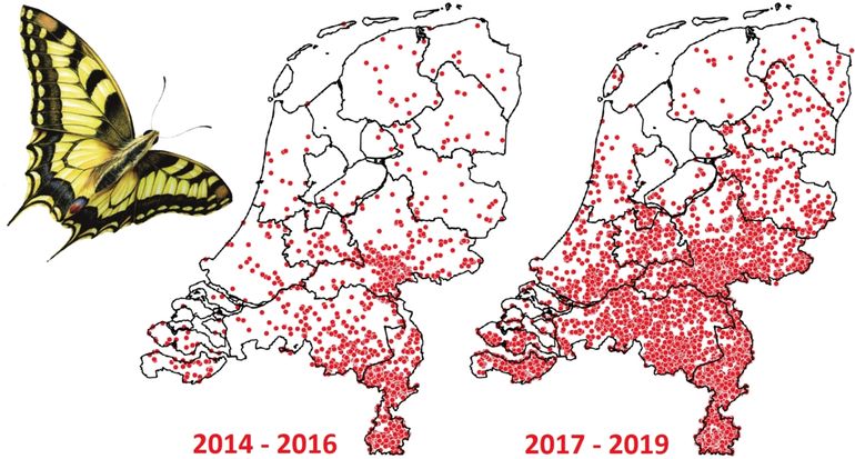 Waarnemingen koninginnenpage: 2014-2016 (links) en 2017-2019 (rechts)