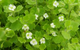 Veronica cymbalaria. Schijnklimopereprijs. Lokatie Balen-Stotert, België