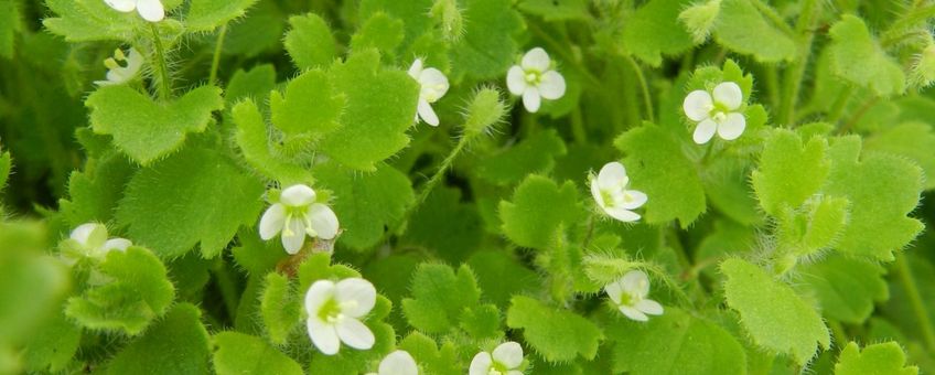 Veronica cymbalaria. Schijnklimopereprijs. Lokatie Balen-Stotert, België