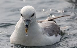 Noordse stormvogel