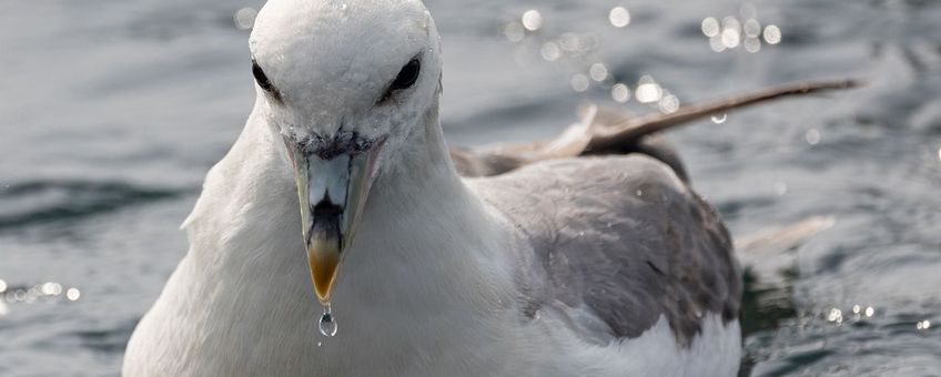 Noordse stormvogel