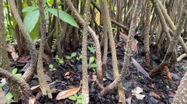 Rhizophora mucronata in Leidse Hortus