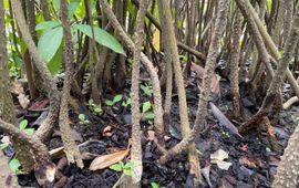 Rhizophora mucronata in Leidse Hortus