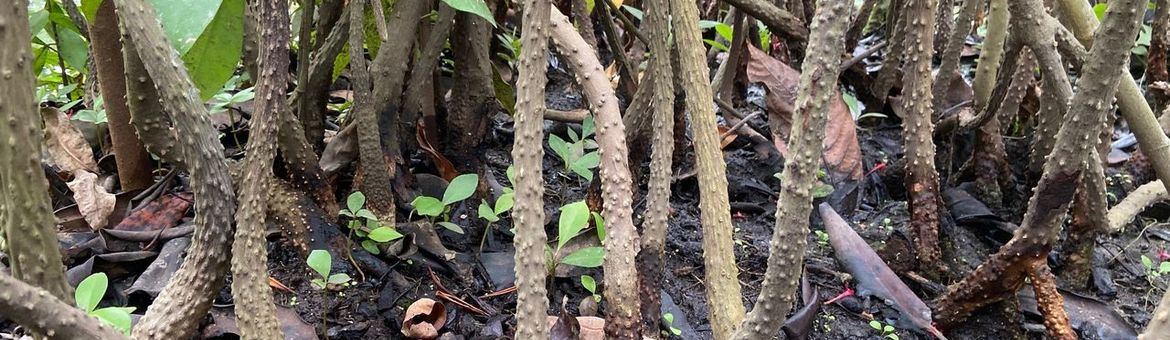 Rhizophora mucronata in Leidse Hortus
