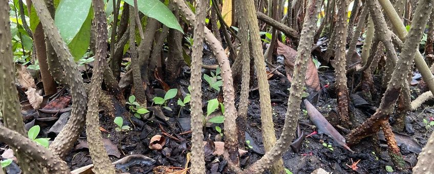 Rhizophora mucronata in Leidse Hortus