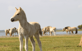 Staatsbosbeheer fjordenpaarden op de slikken van flakkee, bijgesneden
