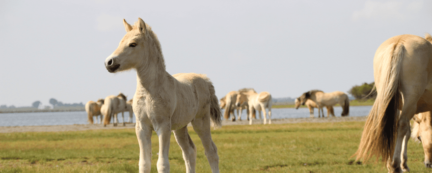 fjordenpaarden op de slikken van flakkee, bijgesneden