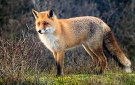 Bart Vastenhouw, Saxifraga Vulpes vulpes. Vos