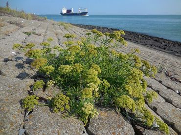 Zeevenkel op de zeedijk van Ritthmen langs de Westerschelde, 2016