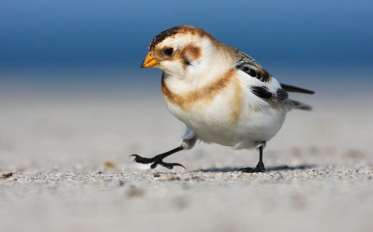 De sneeuwgors is in Nederland te vinden aan de kust en op het strand