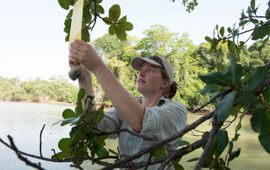 Sean Mattson, Smithsonian Tropical Research Institute Naturalis-onderzoeker Aafke Oldenbeuving controleert lijmvallen bij vijgenbomen op de aanwezigheid van vijgenwespen.