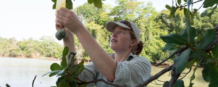 Naturalis-onderzoeker Aafke Oldenbeuving controleert lijmvallen bij vijgenbomen op de aanwezigheid van vijgenwespen.