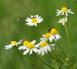 Matricaria recutita. Echte kamille