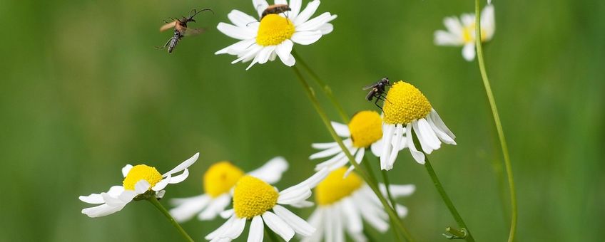 Matricaria recutita. Echte kamille